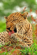 African leopard niche leopards