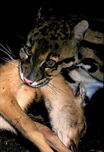 Clouded leopard