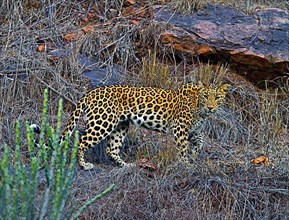 Indian leopard