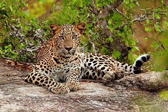 Sri Lankan sri lankan leopard