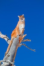 Cougar