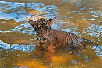 Malaysia tiger