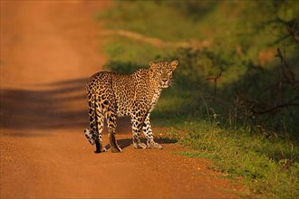 Adult Sri Lankan sri lankan leopard