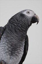 African african grey parrot