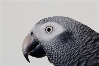 African african grey parrot