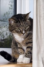 Domestic cat on window sill behind curtain