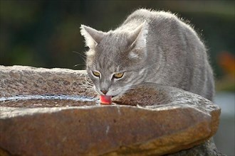 Domestic cat drinking from bird bath