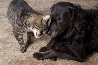 Domestic cat and mixed breed dog