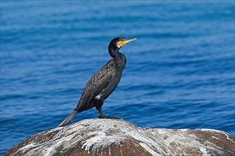 Great black great cormorant