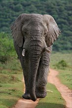 African elephant