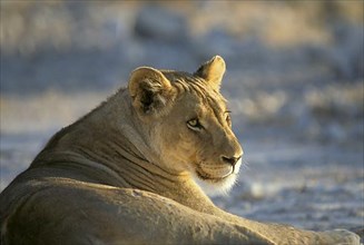 African Lion Niche Lioness Lion