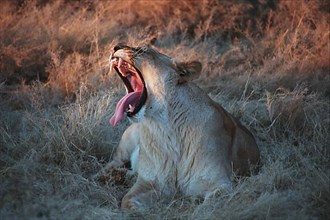 African Lion Snarling Lion Snarling
