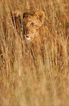 African Lion Cub Lion lion