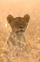 African Lioness Lioness lion