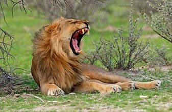African lion nest Lion adult male yawning
