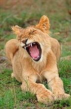 African lion cub Lion lion