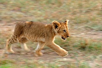 African lion cub lion cub running