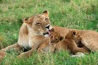 African lion cub Lion adult female licking cub