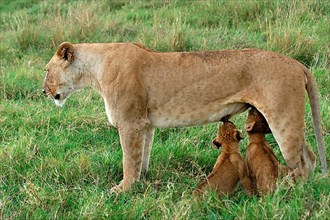 African lion cubs Lion adult female suckling cubs