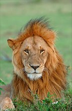 African Lion Niche Lion Niche lions