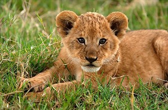 African lion cub Lion close-up of cub
