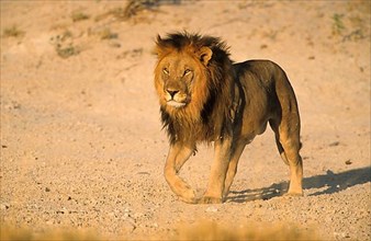 African Lion Niche Lion lion