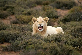African Lion Lion Lion white lion