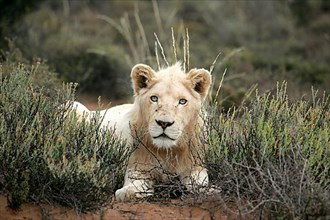 African lion white lion Lion white lion