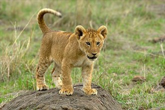 African lion cub Lion cub