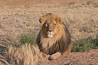 African lion-maned Lion