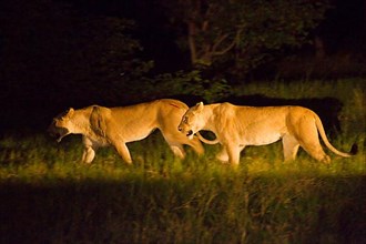 African Lion Niche Lion Niche lions