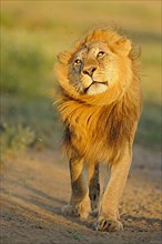 African Lion Niche Lion Niche Lion