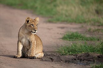 African lion cub Lion lion