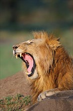 African Lion Niche Lion niche lions