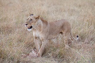 Massai lion