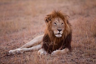 African Lion Lion
