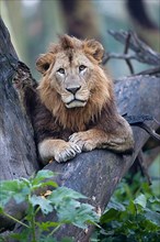 African Lion Lion