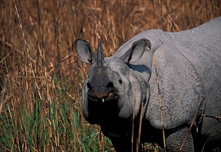 Armoured rhinoceros