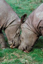Sumatran rhinoceros