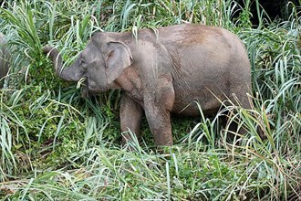 Bornean dwarf elephant
