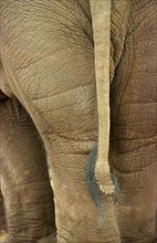 Asian elephant