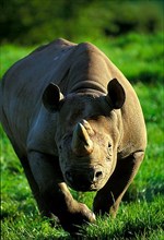 Black rhinoceroses