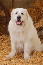 Pyrenean Mountain Dog