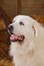 Pyrenean Mountain Dog