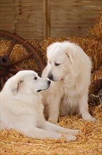 Pyrenean Mountain Dogs