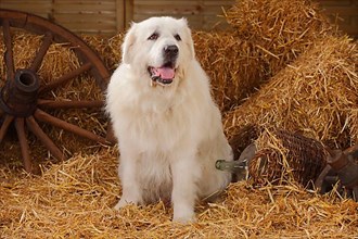 Pyrenean Mountain Dog