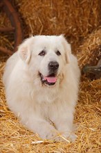 Pyrenean Mountain Dog