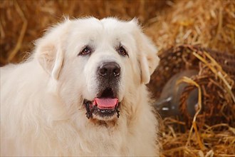 Pyrenean Mountain Dog