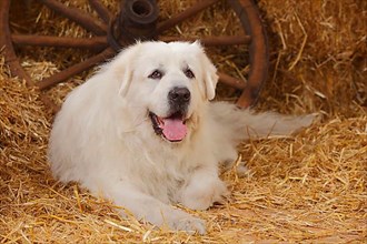 Pyrenean Mountain Dog