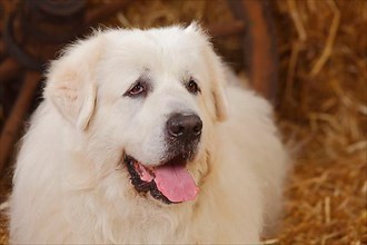 Pyrenean Mountain Dog